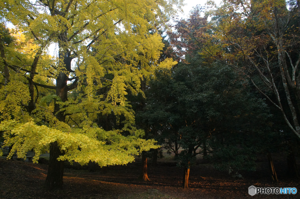 奈良公園