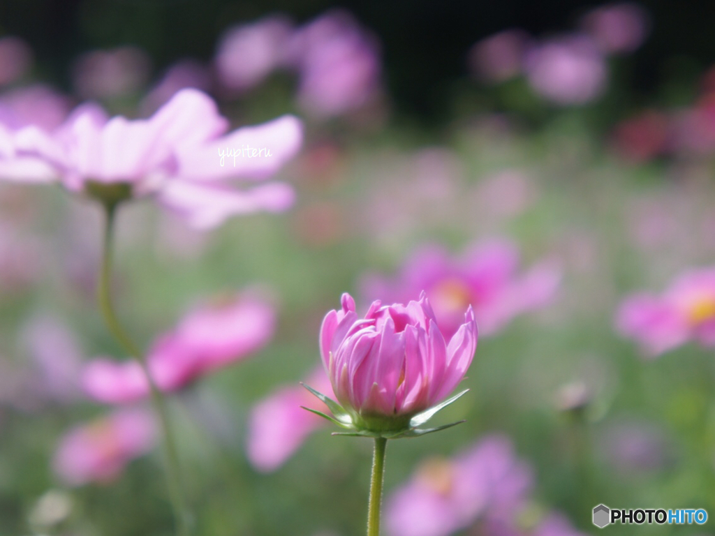 秋桜