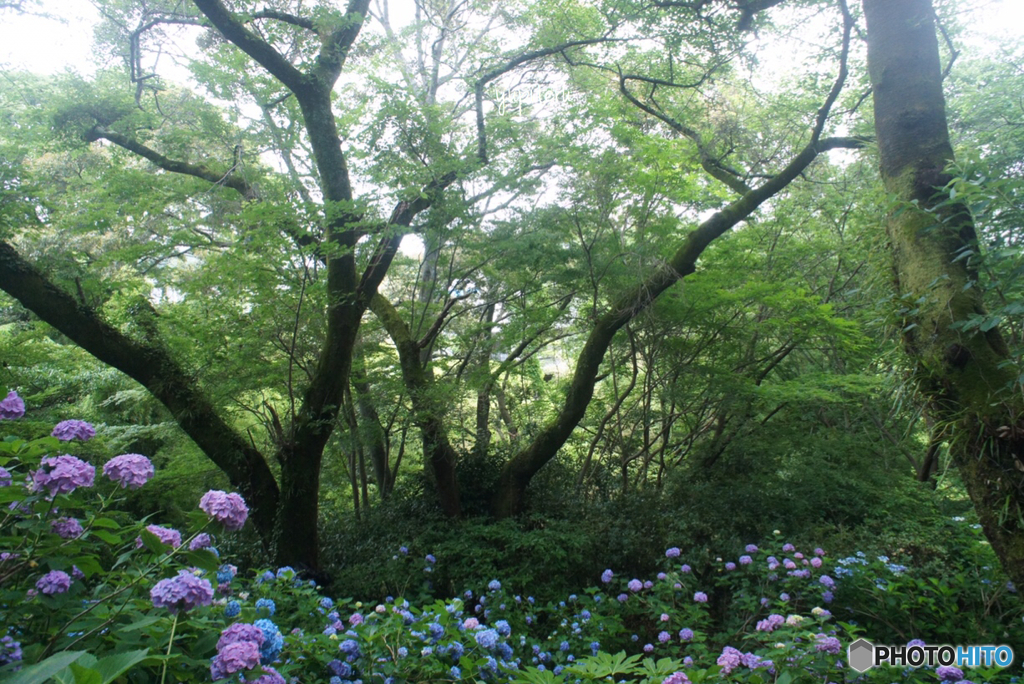矢田寺