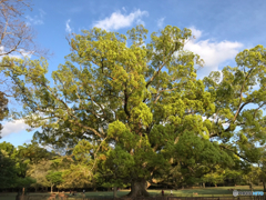 公園