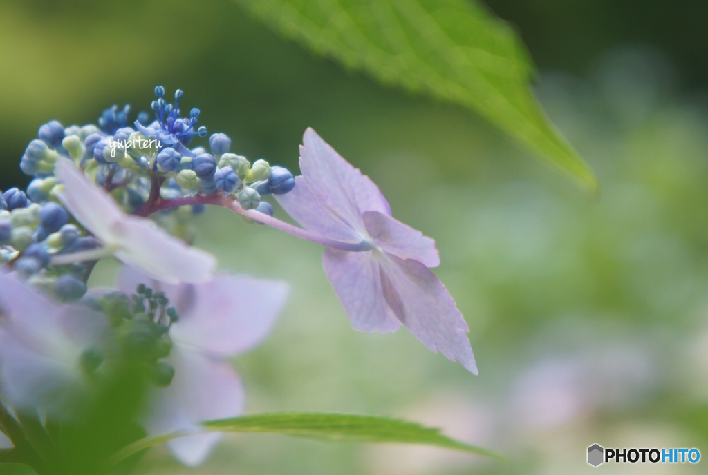 森林植物園
