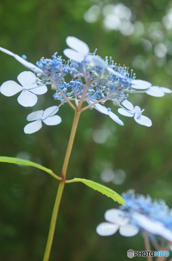 森林植物園