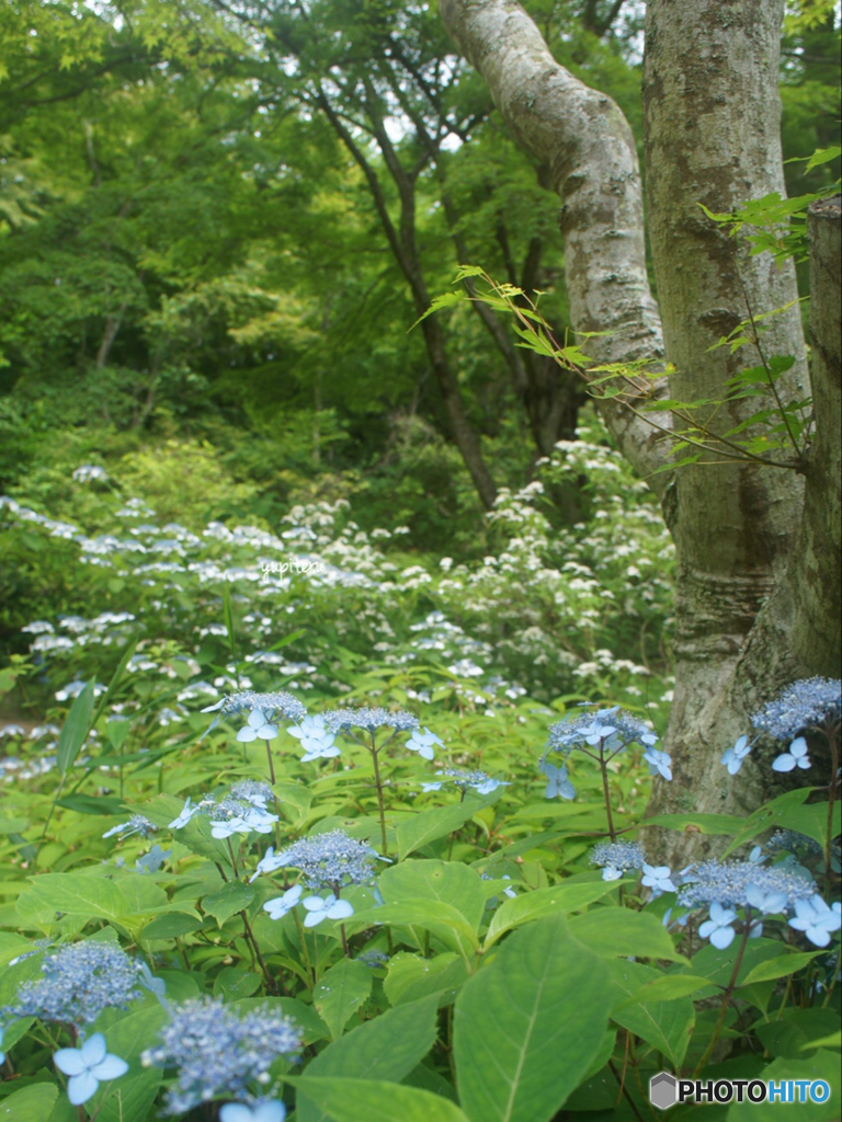 森林植物園
