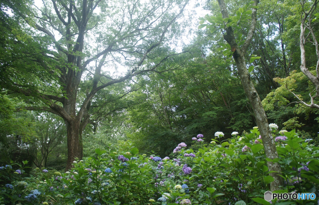 森林植物園