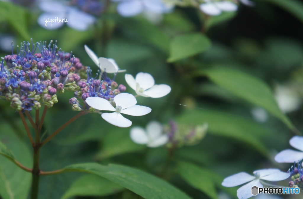 森林植物園