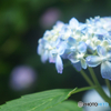森林植物園