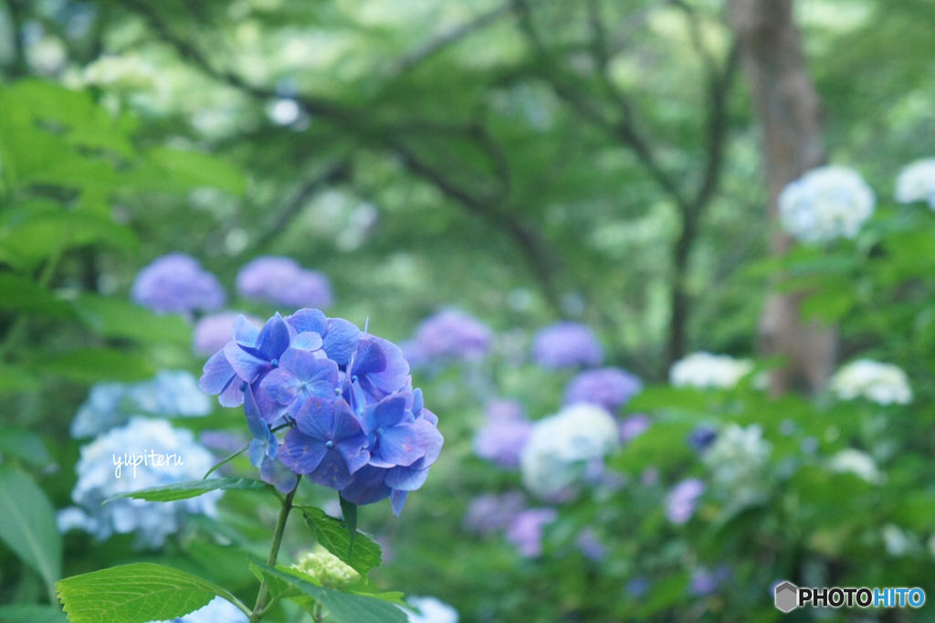 矢田寺