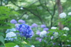 矢田寺