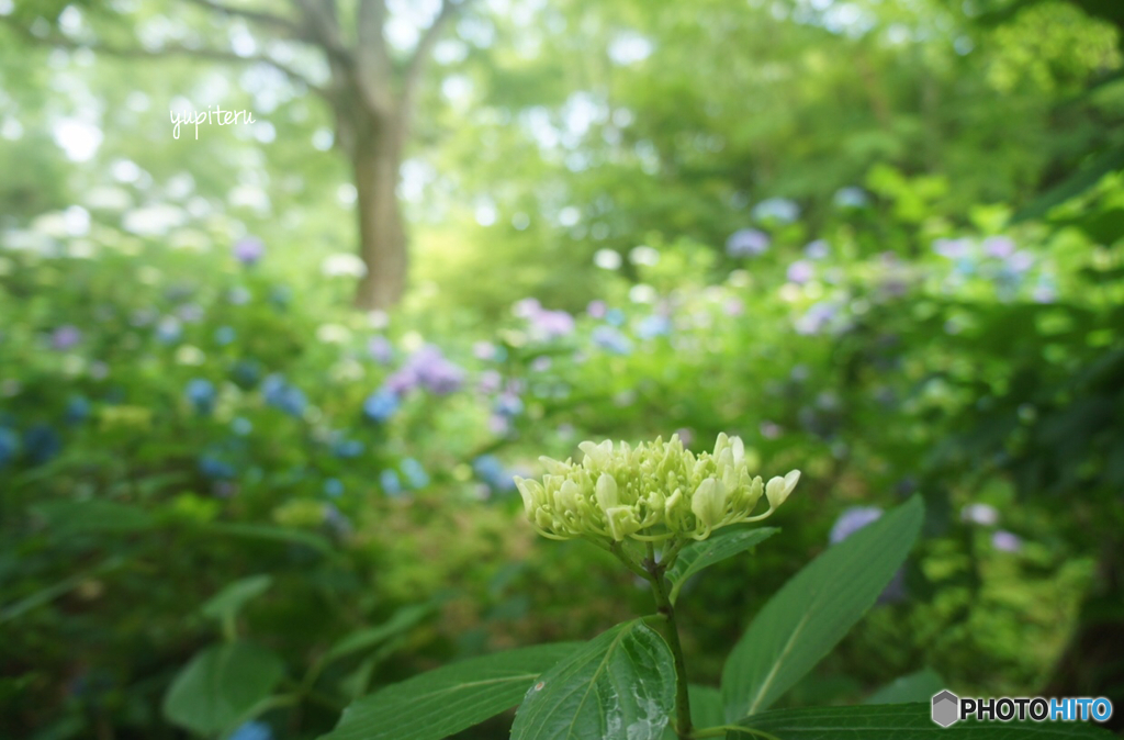 森林植物園