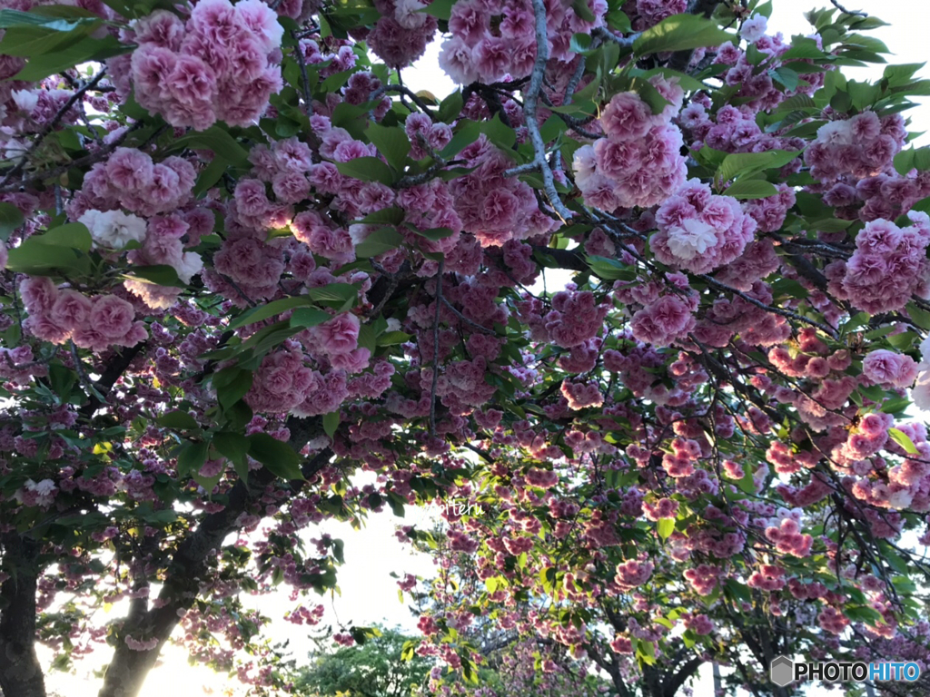 ボタン桜
