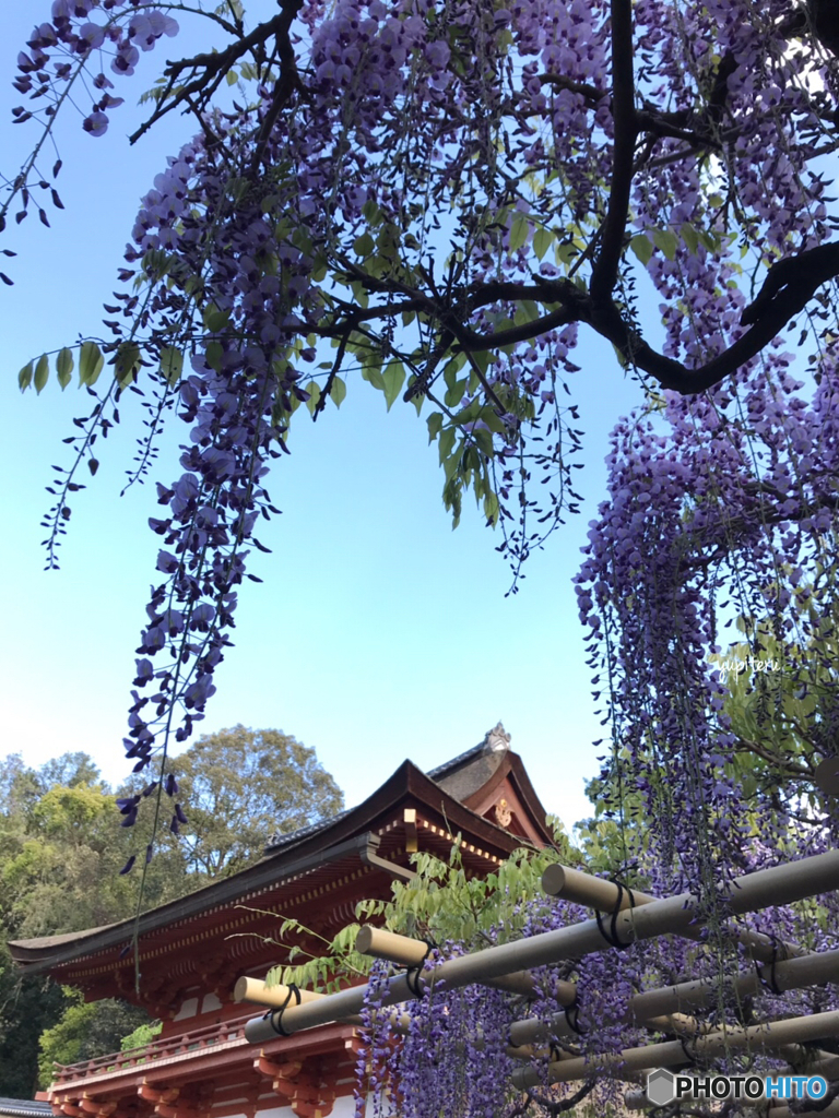 藤の花