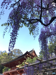 藤の花