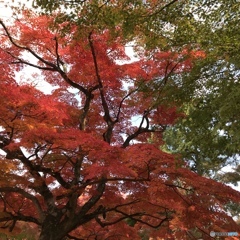 奈良公園