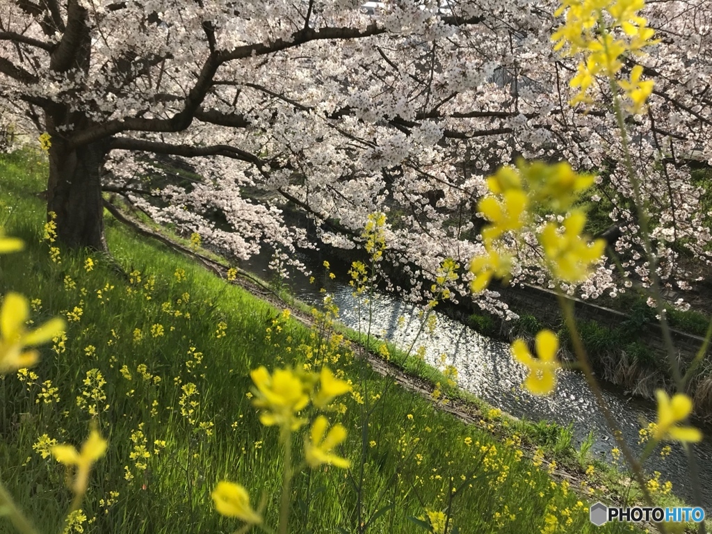 さくら