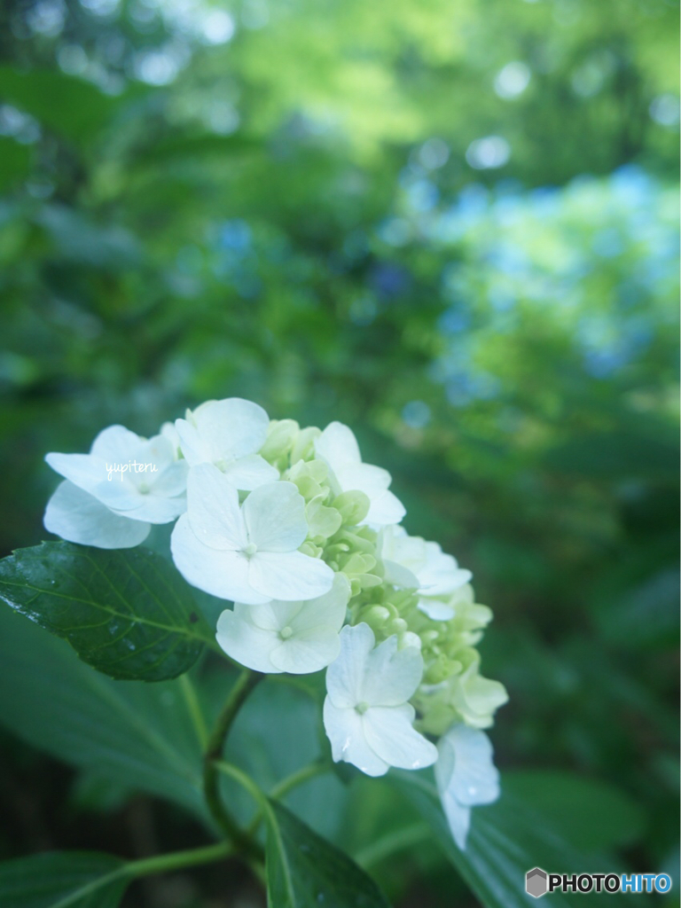 森林植物園