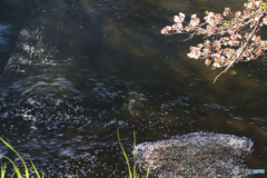 花筏
