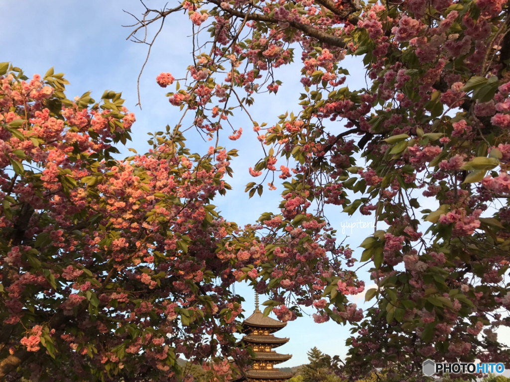 八重桜