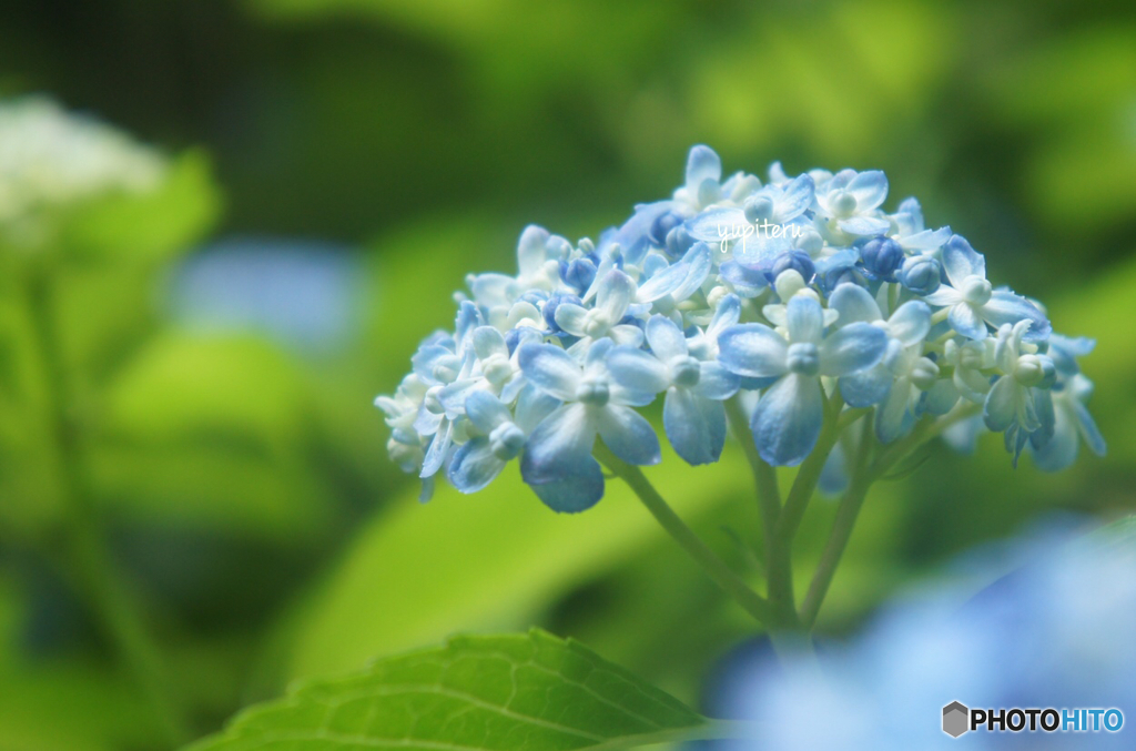 森林植物園
