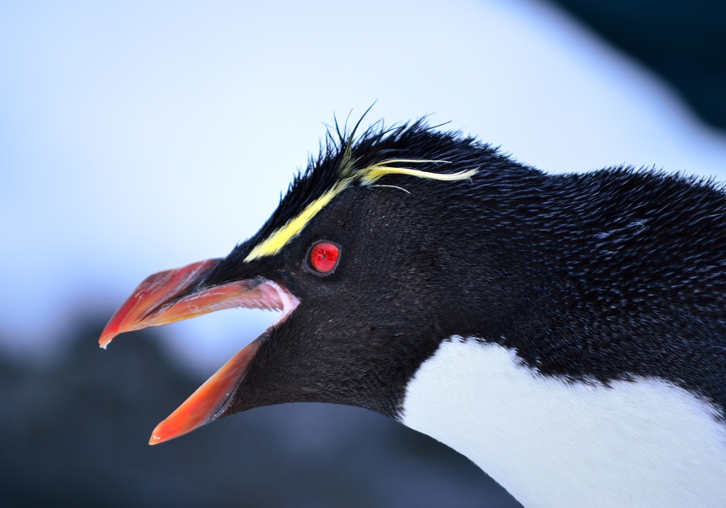 怖いペンギン