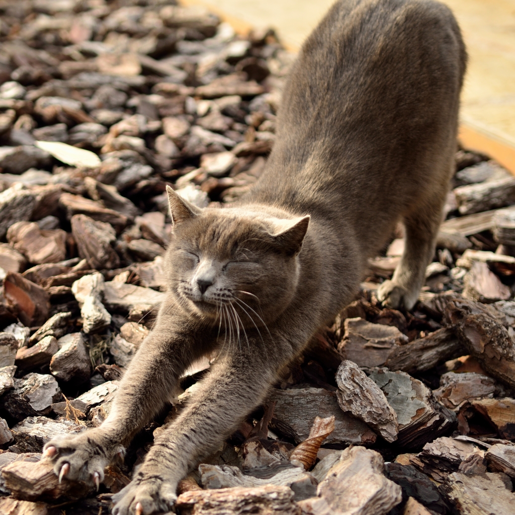 アルハンブラ宮殿にいた猫