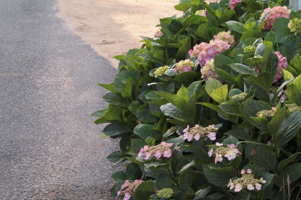 アジサイ咲く道