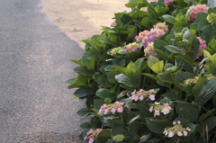 アジサイ咲く道