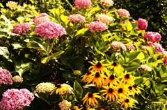 アジサイのブーケ