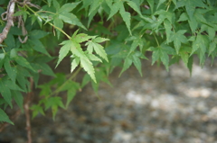 DSC02015_20110804_112111