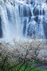 滝と桜