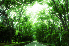 美術館へ続く道
