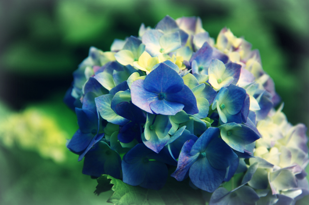 道端のアジサイ