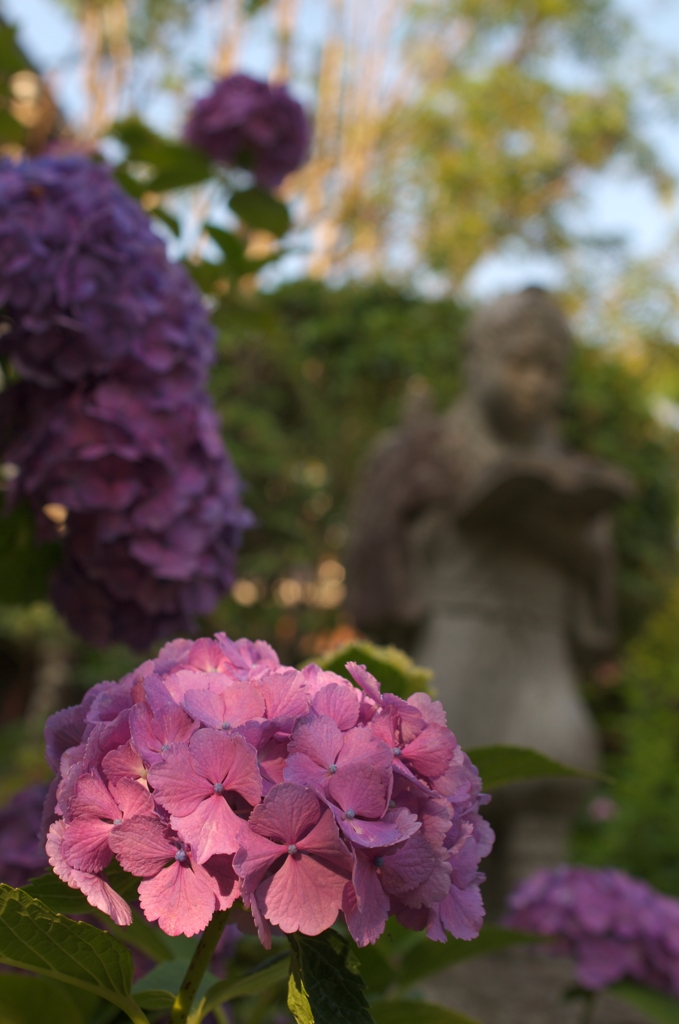 夕日を浴びる紫陽花と...