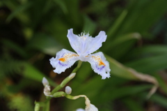 公園の花