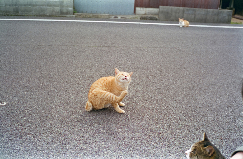かいーの