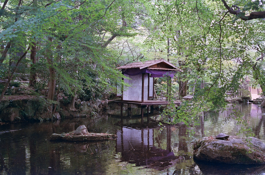 カエルのいる風景？