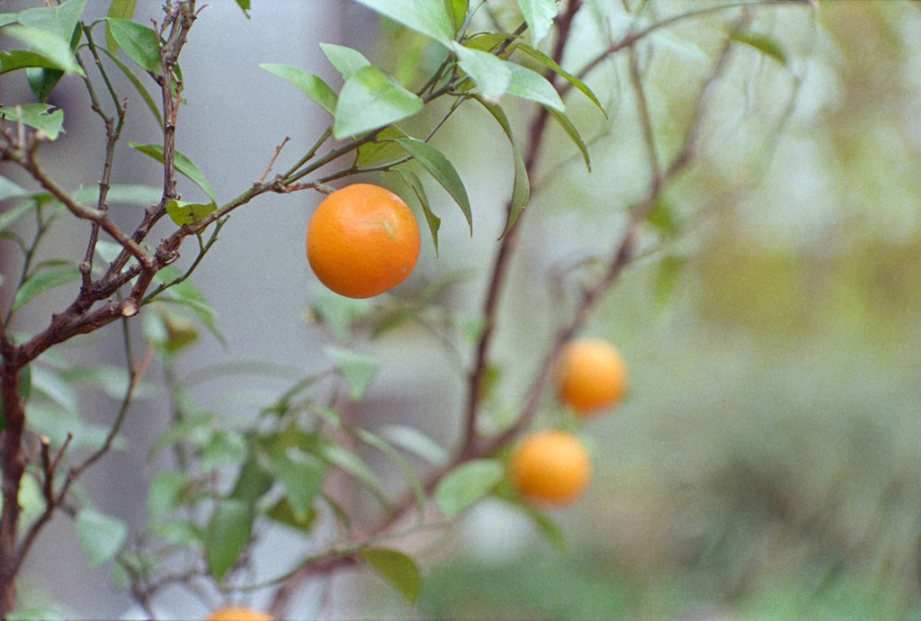 みかん
