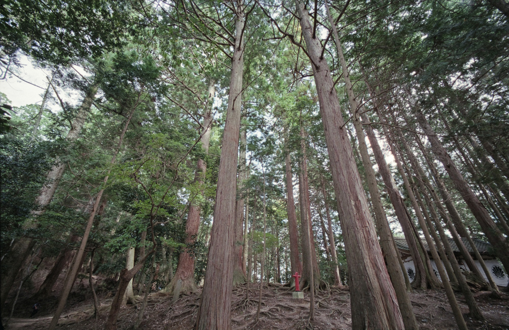 木の根道