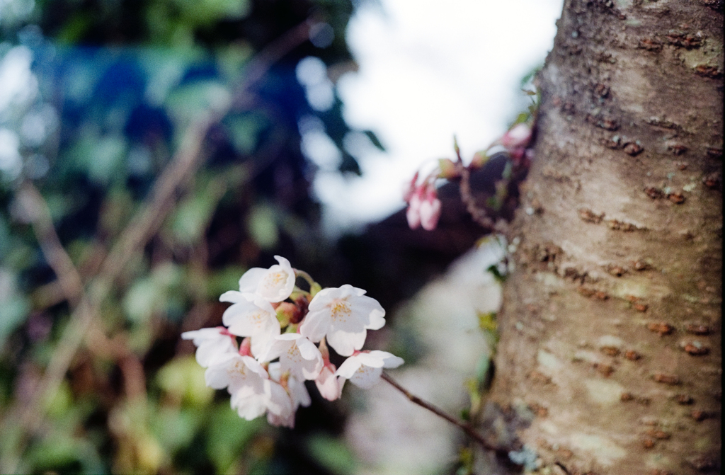 花弁と蕾
