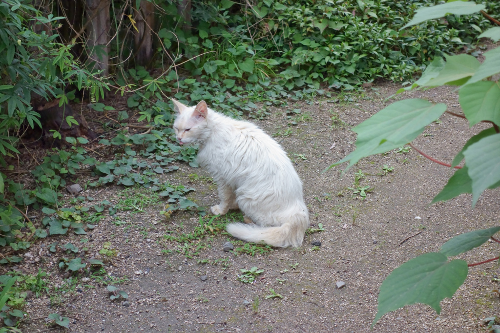 あっかんべー