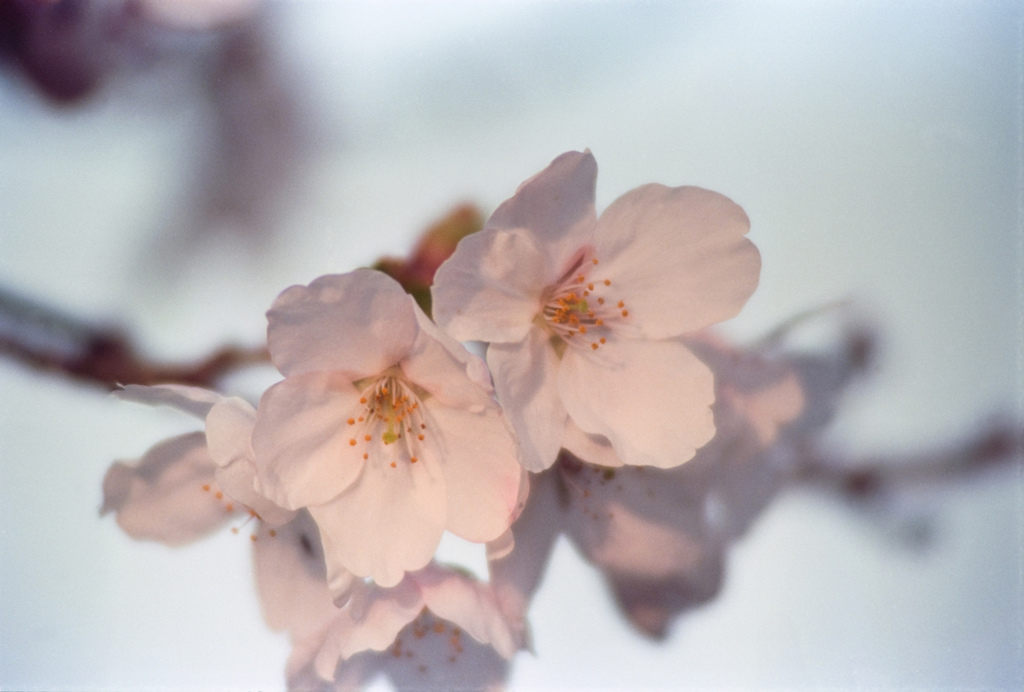 フラパーの桜