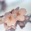 フラパーの桜