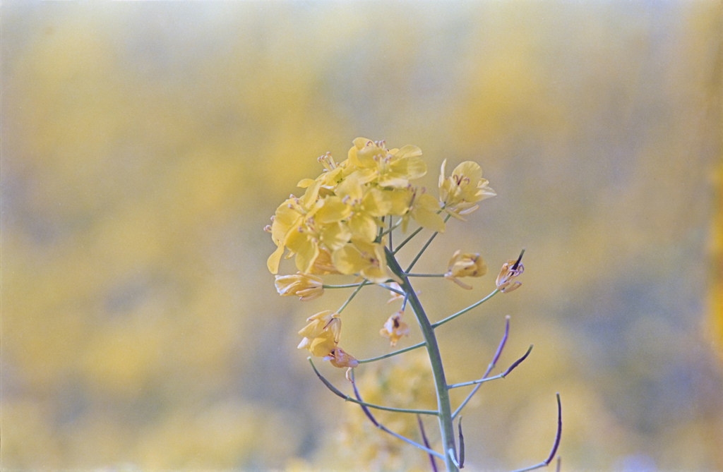 菜の花まつり