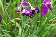 菖蒲