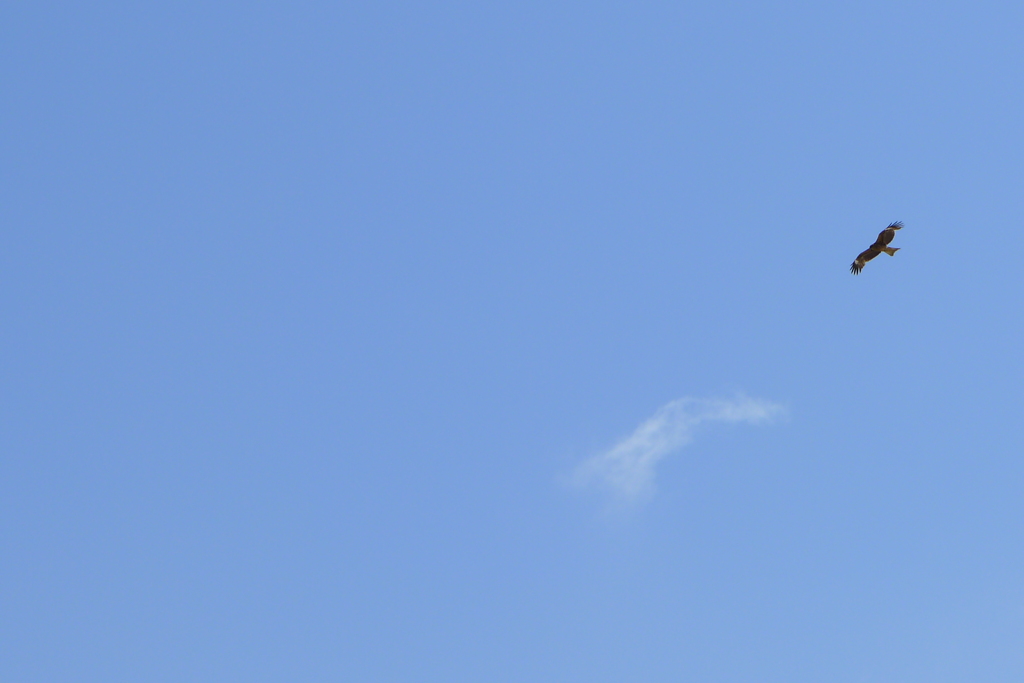 空を鳥が飛んでいます