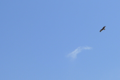 空を鳥が飛んでいます