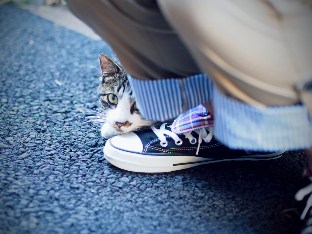 kitty behind the shoe