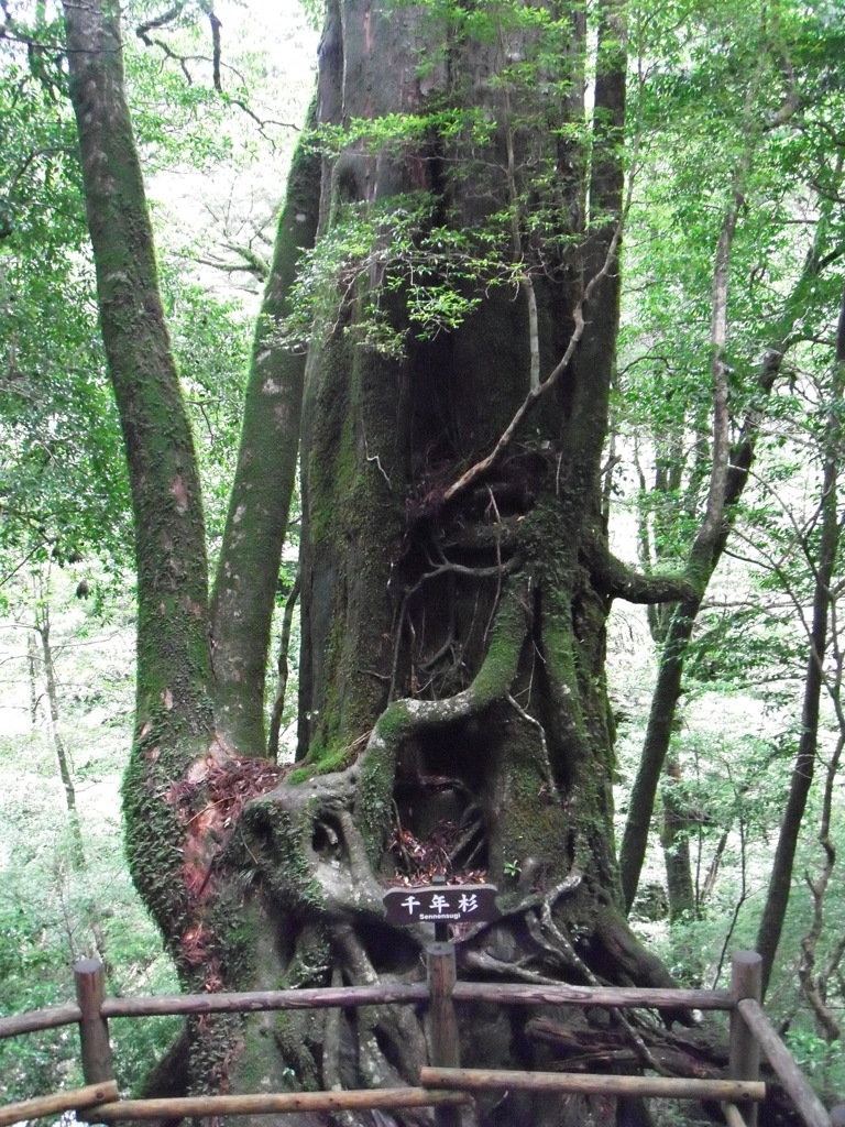  鹿児島県　屋久島