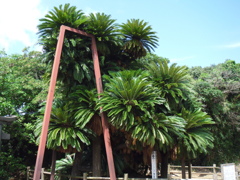 鹿児島県　坂井の大ソテツ