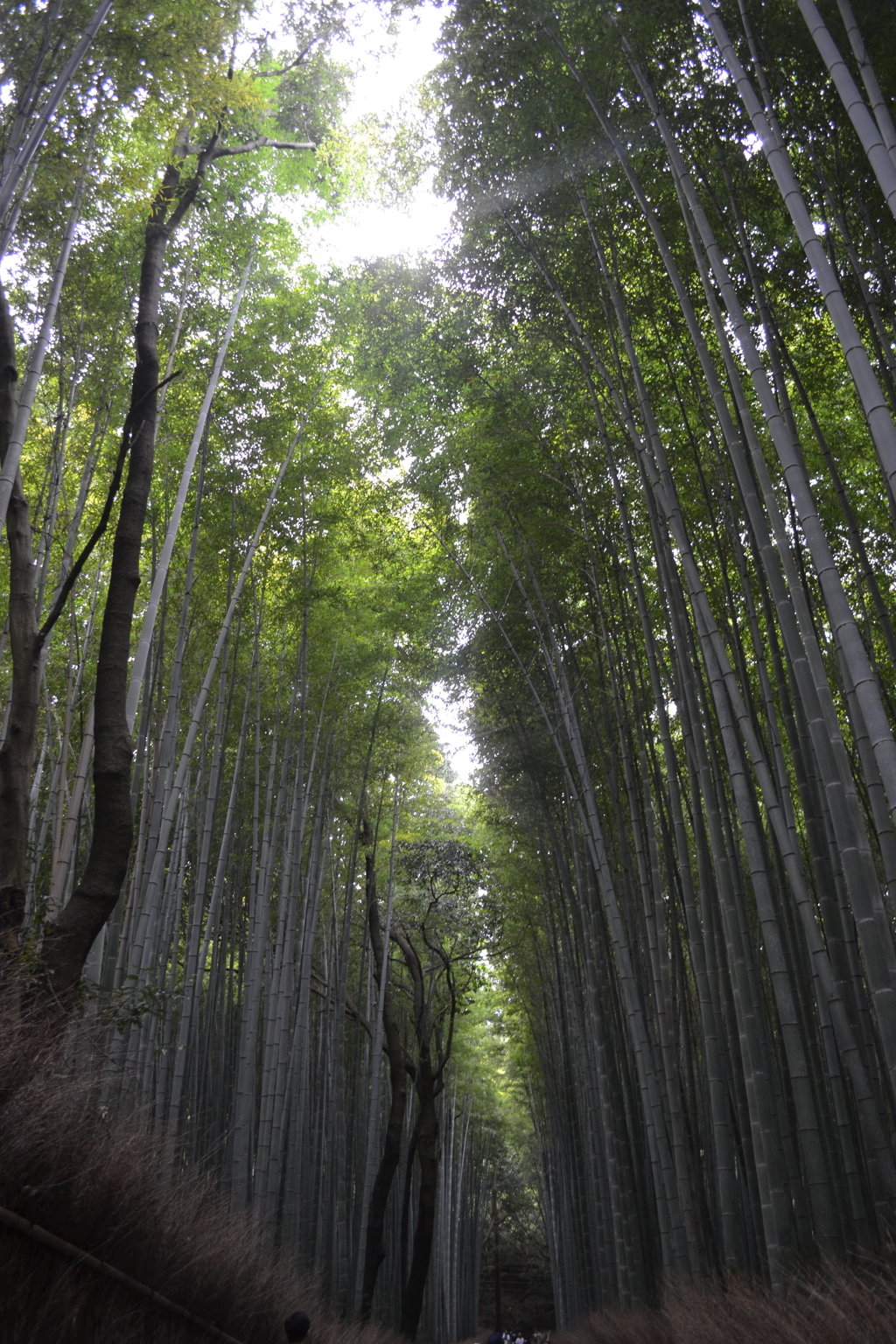 京都府　竹林の道