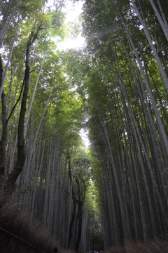 京都府　竹林の道